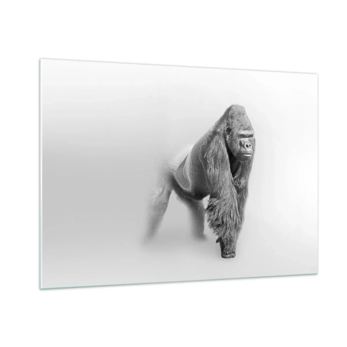 Impression sur verre - Image sur verre - Portrait noir et blanc d'un gorille majestueux sur fond blanc - 100x70cm - Confiant en sa force - Décoration murale moderne pour le salon et la chambre ARTTOR