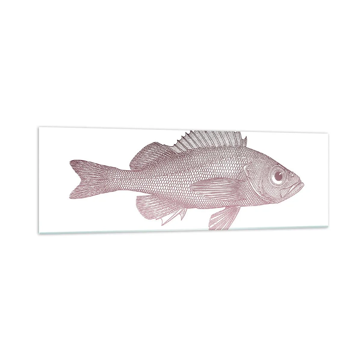 Impression sur verre - Image sur verre - Illustration détaillée d'un poisson sur fond blanc - 160x50cm - Poisson aux grands yeux - Décoration murale moderne pour le salon et la chambre ARTTOR