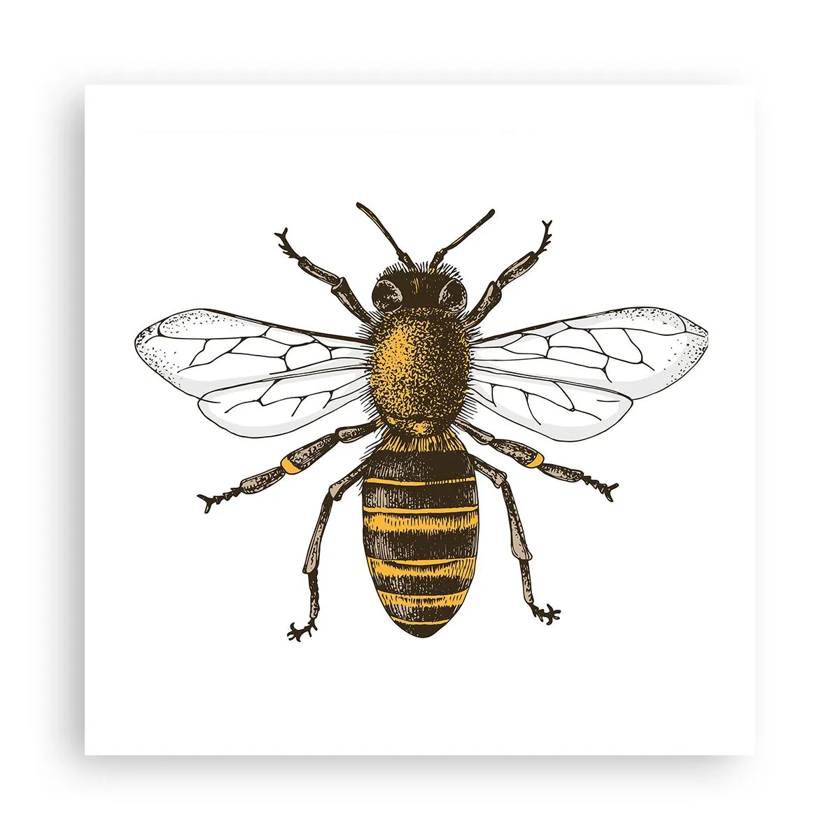 Affiche - Poster - Belle et bonne - 50x50 cm