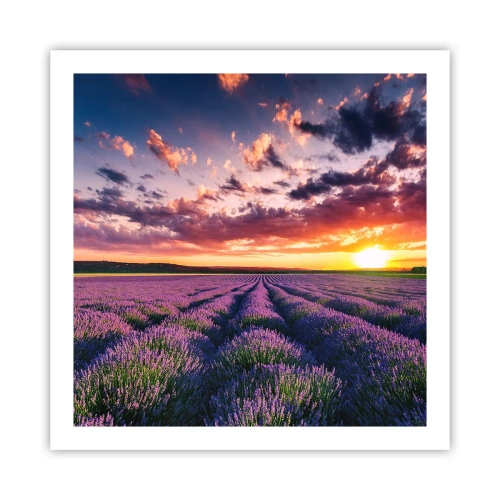 Affiche - Poster - Monde de lavande - 60x60 cm