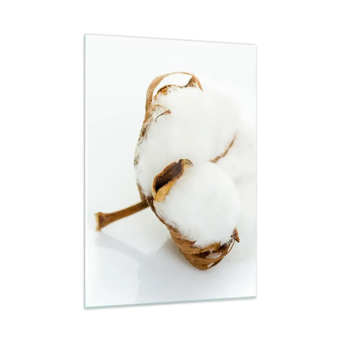 Impression sur verre - Image sur verre - Une seule fleur de coton duveteuse sur fond blanc - 50x70cm - Doux par nature - Décoration murale moderne pour le salon et la chambre ARTTOR