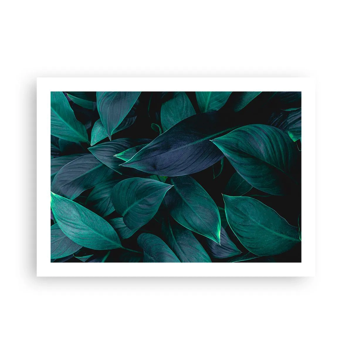 Affiche - Poster - le vert lui-même - 70x50 cm