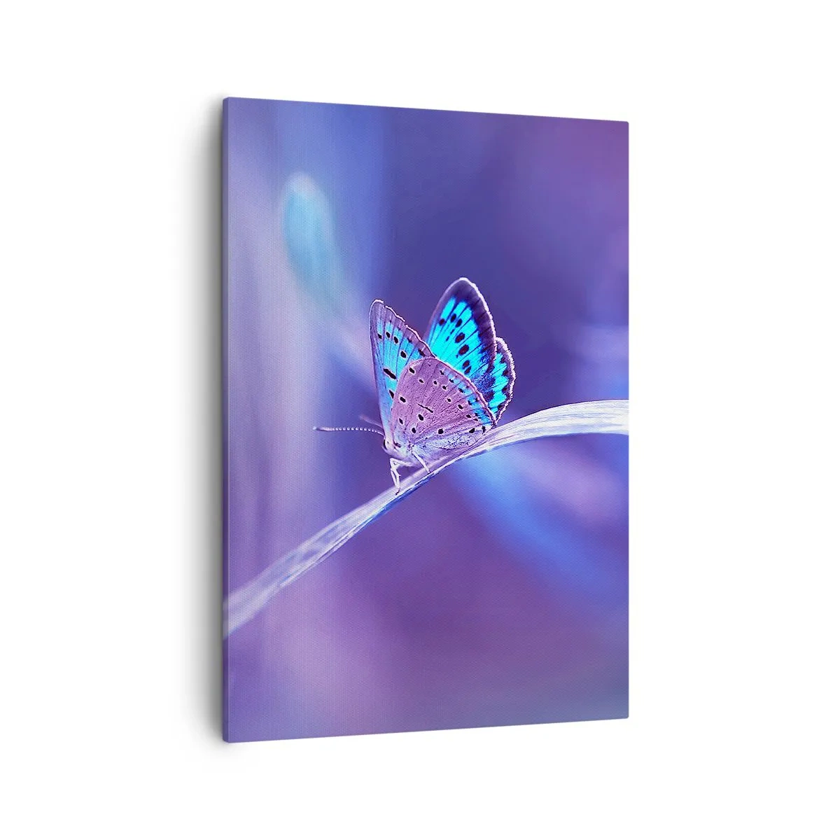 Impression sur toile - Image sur toile - Un délicat papillon bleu sur une tige dans une lumière violette - 50x70cm - Un joyau de la nature - Décoration murale moderne pour le salon et la chambre ARTTOR