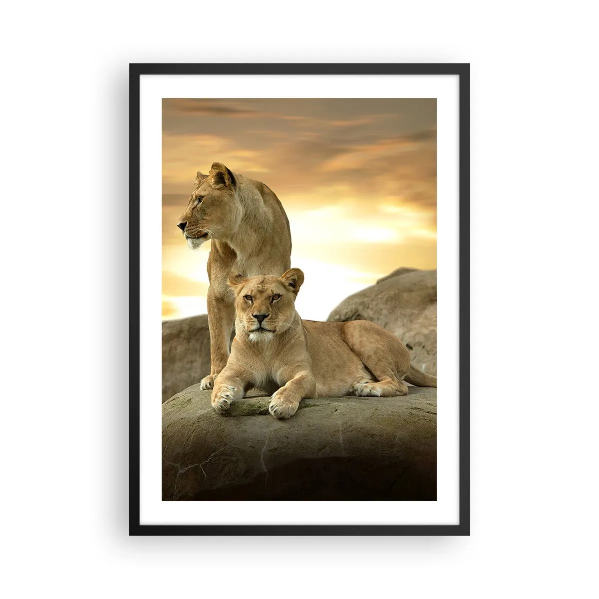 Affiche dans un cadre noir - Poster - Deux lionnes contre le soleil couchant - 50x70cm - Majesté royale - Décoration murale moderne pour le salon et la chambre ARTTOR