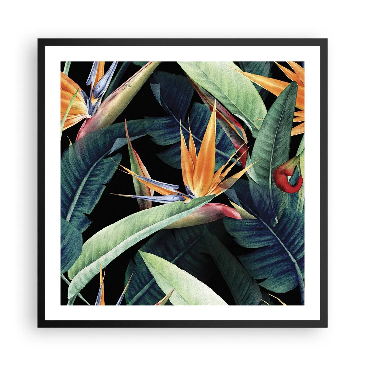 Affiche dans un cadre noir - Poster - Fleurs flamboyantes des tropiques - 60x60 cm