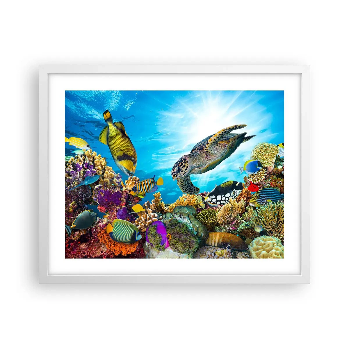 Affiche dans un cadre blanc - Poster - Promenade de corail - 50x40 cm