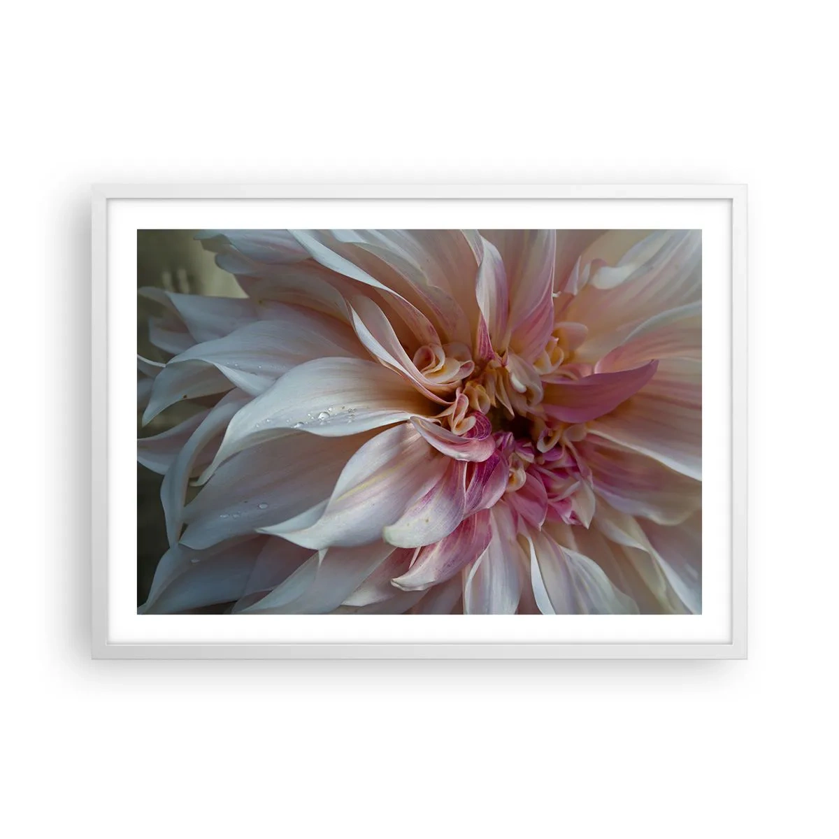 Affiche dans un cadre blanc - Poster - Fraîcheur fleurissante - 70x50 cm