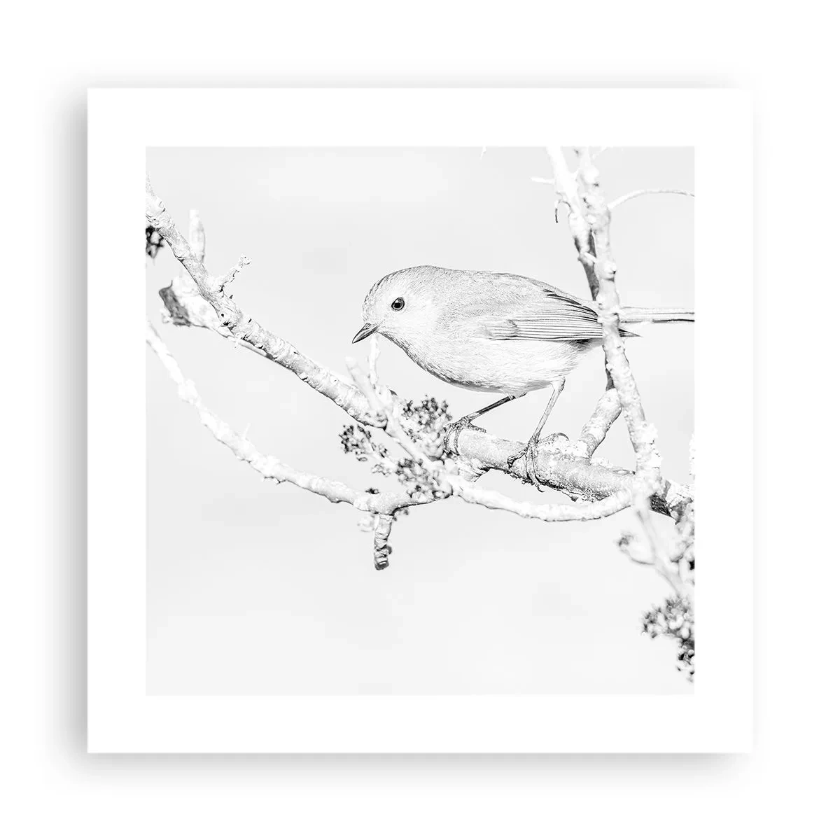 Affiche - Poster - Matin d'hiver - 40x40 cm