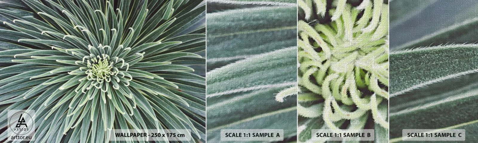 Échantillon de Papier Peint Premium Canvas - Naissance d'une étoile - Fleur d'agave, Agave, Fleurs - 100x30 cm