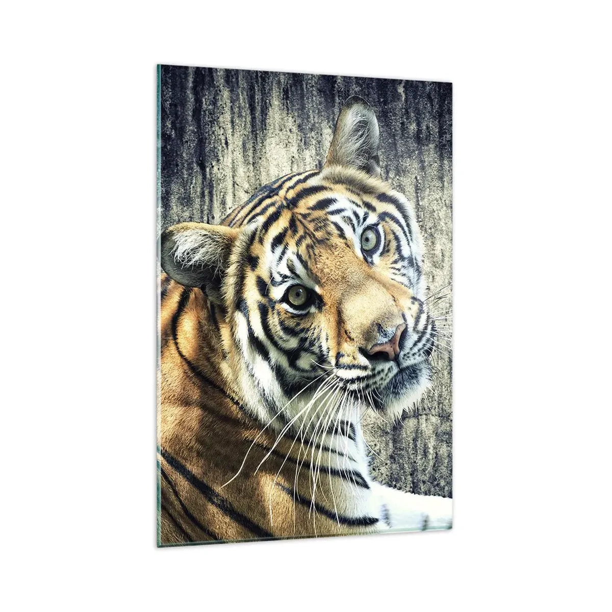 Impression sur verre - Image sur verre - Un tigre couché contre un mur à la texture rugueuse - 80x120cm - Portrait dans les flots de lumière - Décoration murale moderne pour le salon et la chambre ARTTOR