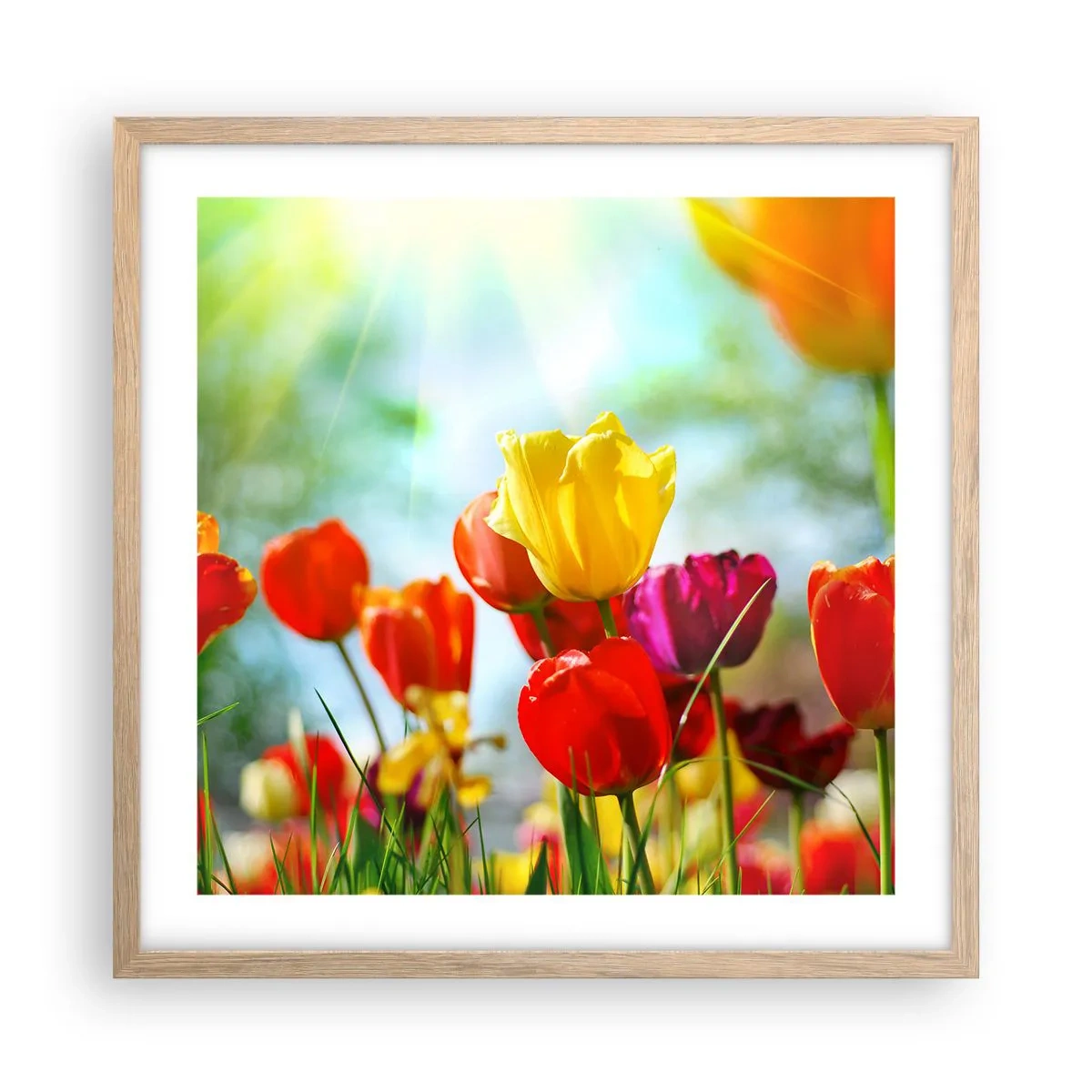 Affiche dans un chêne clair - Poster - Toutes les couleurs du soleil - 50x50 cm