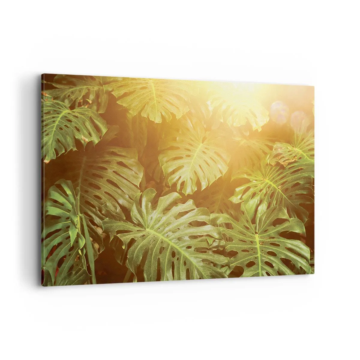Impression sur toile - Image sur toile - Feuilles de Monstera au soleil sur fond naturel - 120x80cm - Se fondre dans la verdure - Décoration murale moderne pour le salon et la chambre ARTTOR