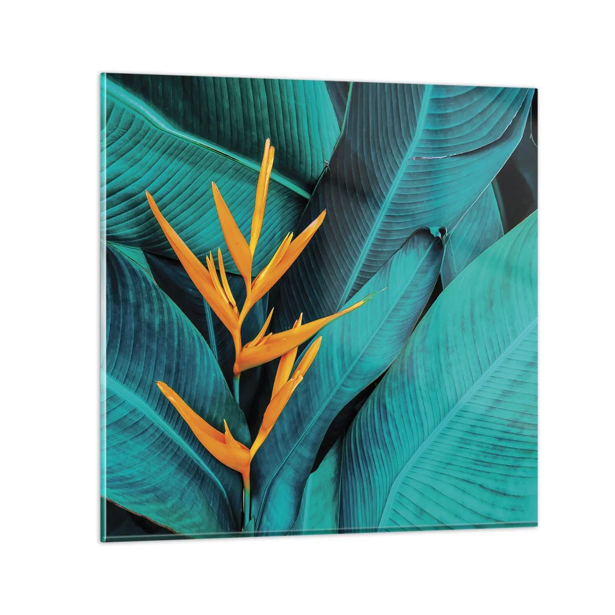 Impression sur verre - Image sur verre - Fleur d'Eden - 40x40 cm