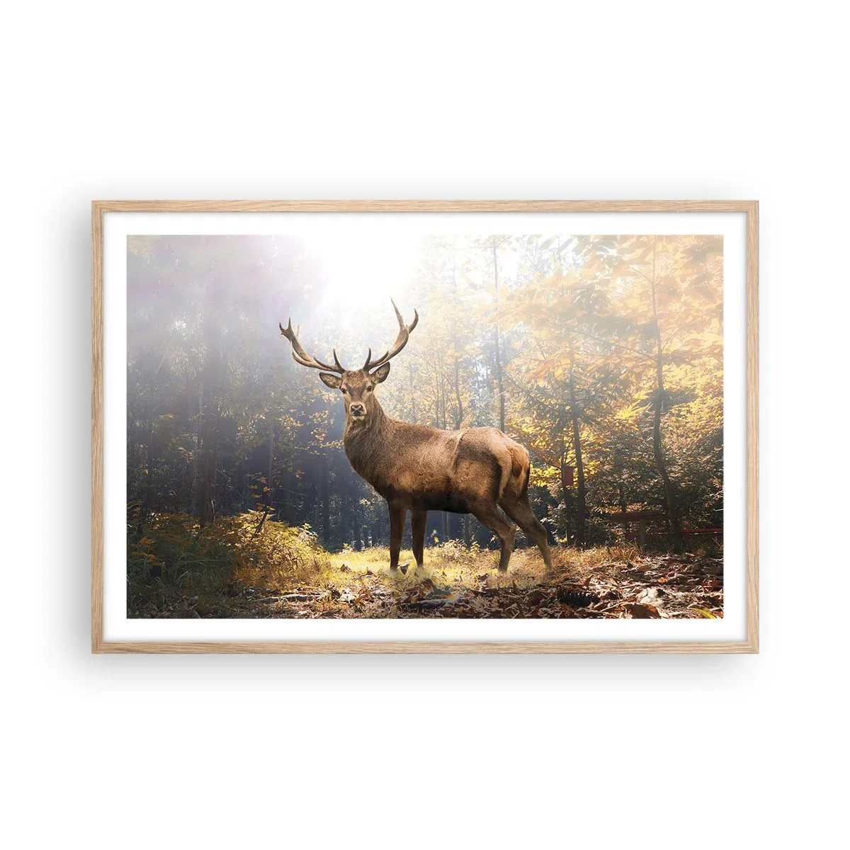 Affiche dans un chêne clair - Poster - Toute sa majesté - 91x61 cm