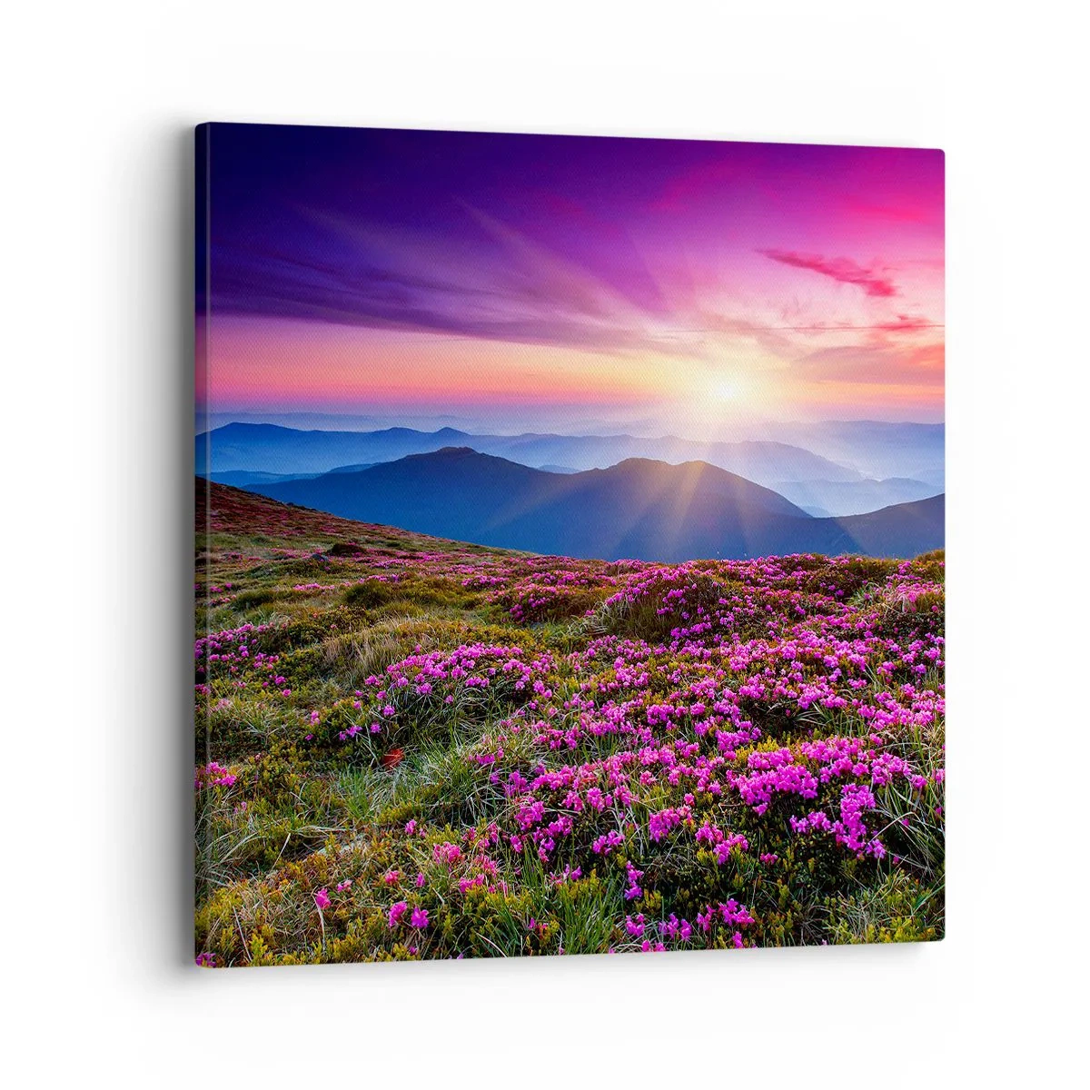 Impression sur toile - Image sur toile - Les herbes sentaient les grappes fraîches de la récolte - 40x40 cm