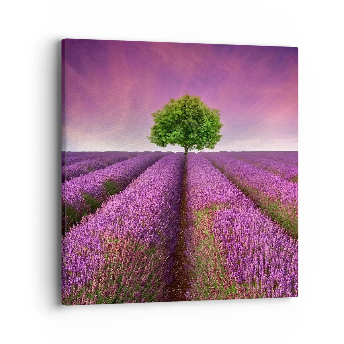 Impression sur toile - Image sur toile - Dans un champs de lavande - 40x40 cm
