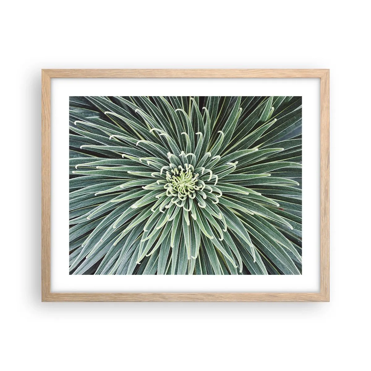 Affiche dans un chêne clair - Poster - Naissance d'une étoile - 50x40 cm