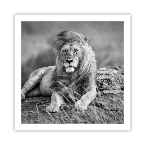Affiche - Poster - Sieste royale - 60x60 cm