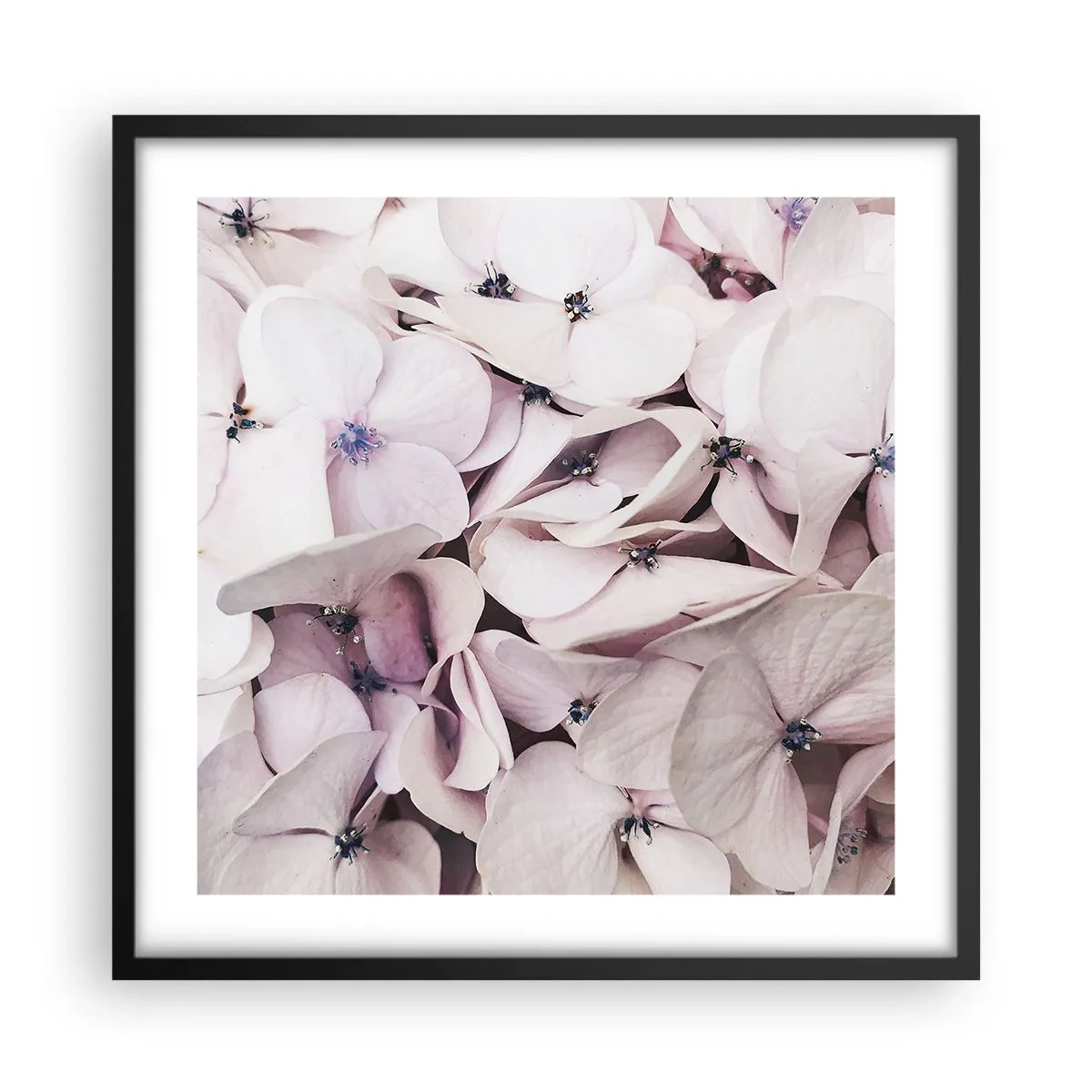 Affiche dans un cadre noir - Poster - Dans un flot de fleurs - 50x50 cm