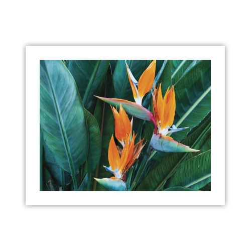 Affiche - Poster - Est-ce une fleur, est-ce un oiseaux? - 50x40 cm