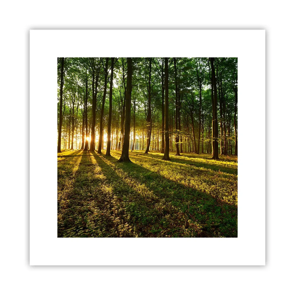 Affiche - Poster - Toutes les photographies de printemps - 30x30 cm