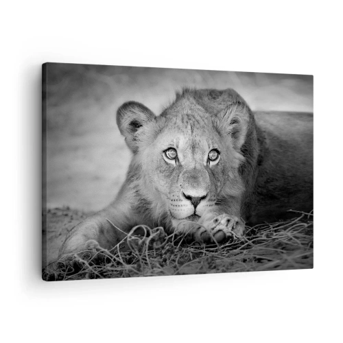 Impression sur toile - Image sur toile - Portrait monochrome d'un jeune lion couché - 70x50cm - Chiot royal - Décoration murale moderne pour le salon et la chambre ARTTOR