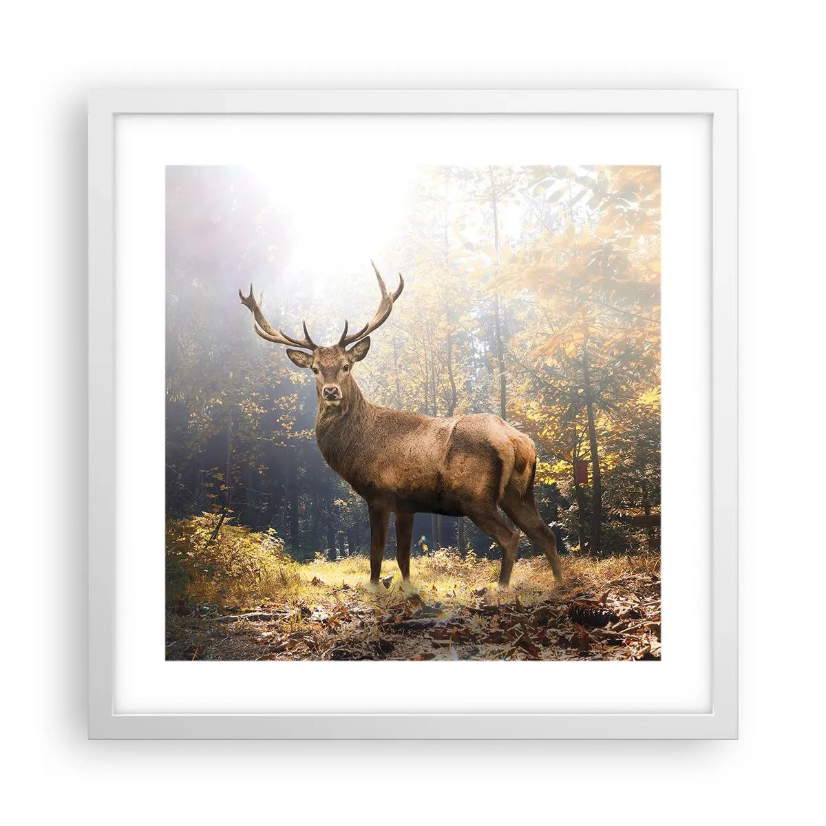 Affiche dans un cadre blanc - Poster - Toute sa majesté - 40x40 cm