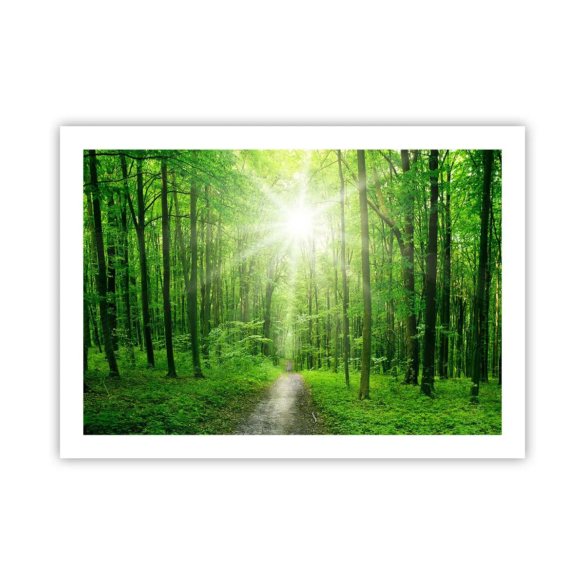 Affiche - Poster - Cathédrale verte - 70x50 cm