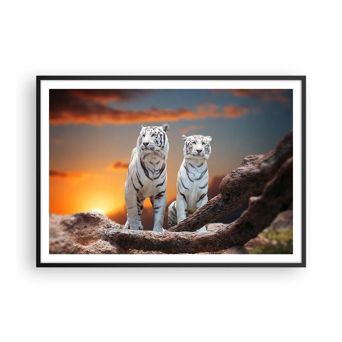 Affiche dans un cadre noir - Poster - Tigres blancs au soleil couchant sur fond de nature - 100x70cm - Tout comme à Narnia - Décoration murale moderne pour le salon et la chambre ARTTOR