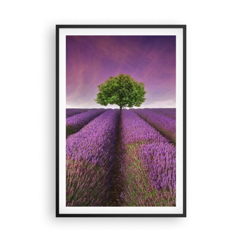 Affiche dans un cadre noir - Poster - Dans un champs de lavande - 61x91 cm