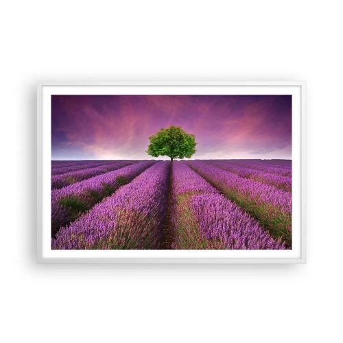 Affiche dans un cadre blanc - Poster - Dans un champs de lavande - 91x61 cm