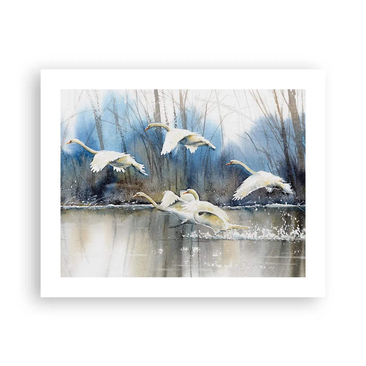 Affiche - Poster - Comme dans un conte de fées sur les cygnes sauvages - 50x40 cm