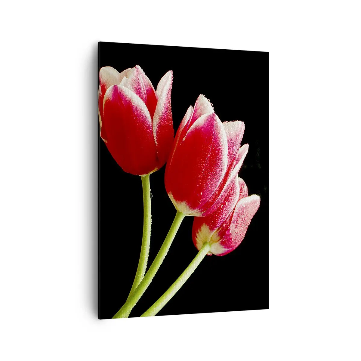 Impression sur toile - Image sur toile - Tulipes rouges avec des gouttes de rosée sur fond noir - 70x100cm - Une promesse d'amour pur - Décoration murale moderne pour le salon et la chambre ARTTOR