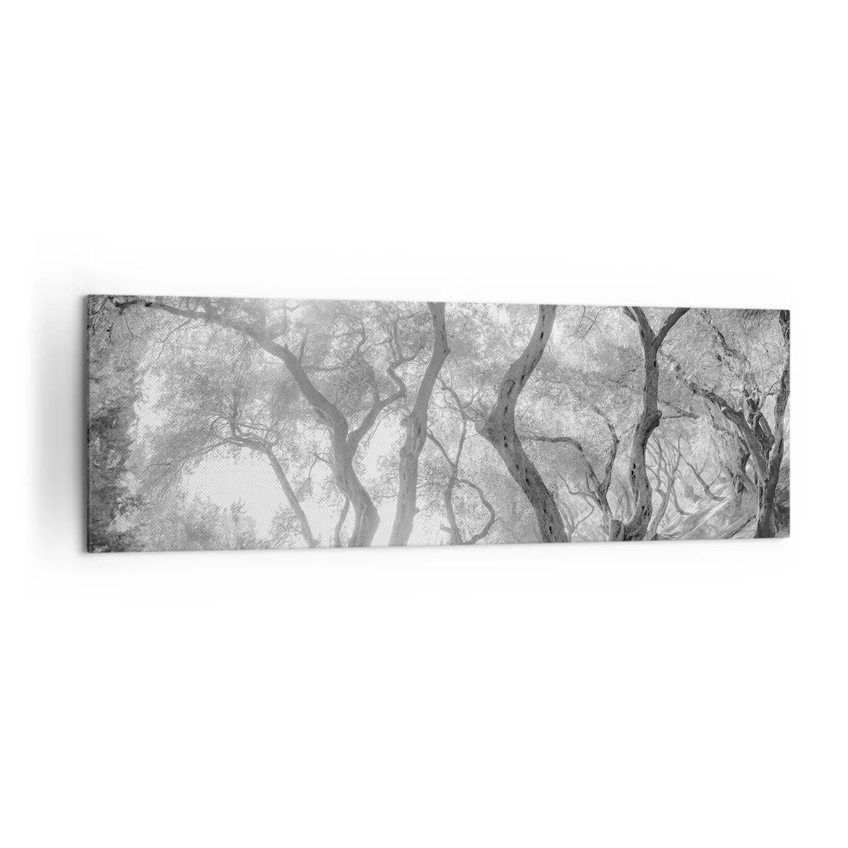 Impression sur toile - Image sur toile - Vue en noir et blanc d'arbres dans une oliveraie avec des rayons de soleil - 160x50cm - Dans l'oliveraie - Décoration murale moderne pour le salon et la chambre ARTTOR
