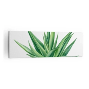 Impression sur toile - Image sur toile - Une plante verte juteuse sur fond blanc - 160x50cm - Vert – force – vie - Décoration murale moderne pour le salon et la chambre ARTTOR