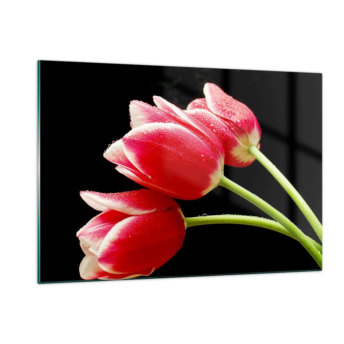 Impression sur verre - Image sur verre - Tulipes rouges avec des gouttes de rosée sur fond noir - 120x80cm - Une promesse d'amour pur - Décoration murale moderne pour le salon et la chambre ARTTOR