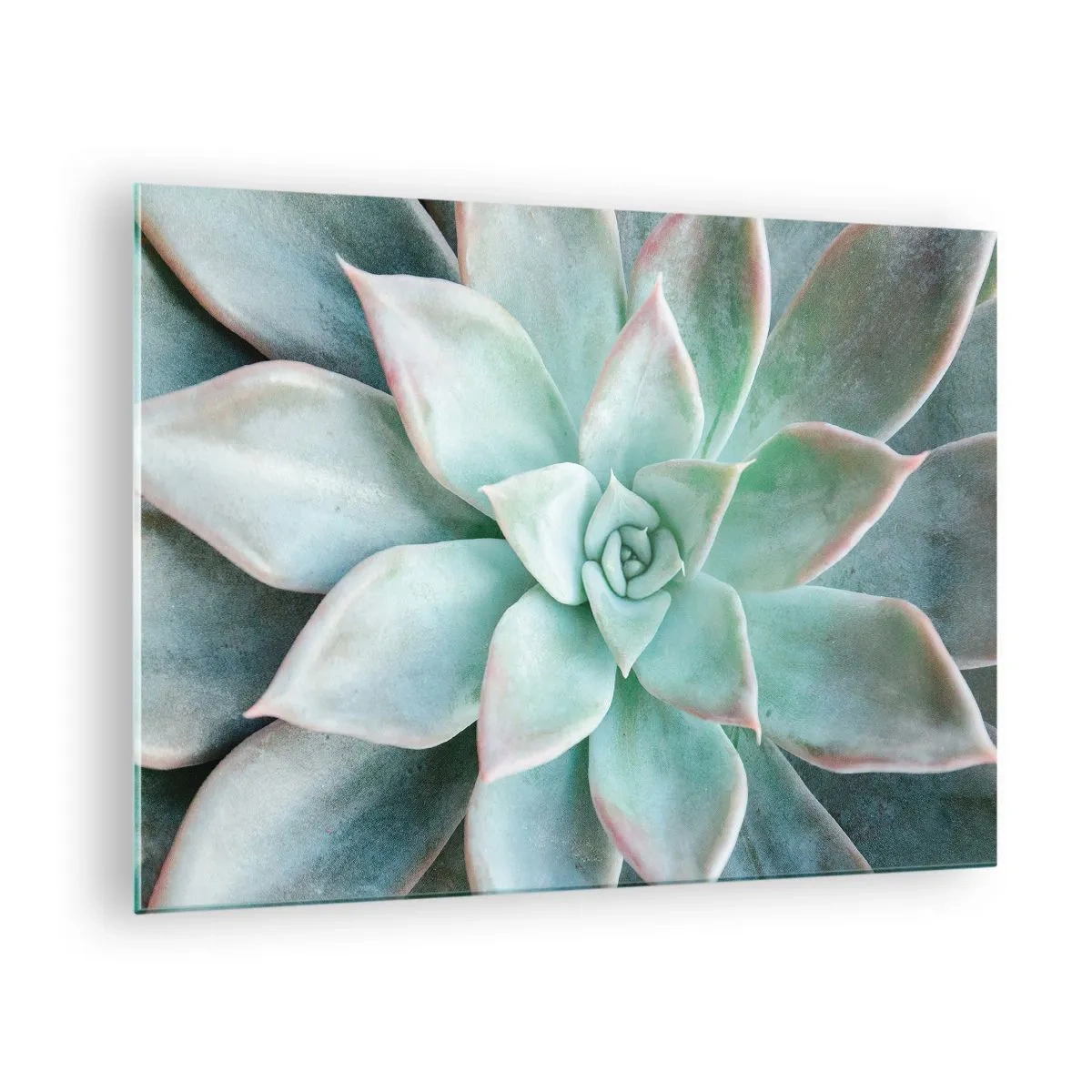 Impression sur verre - Image sur verre - Feuilles succulentes sèches avec une délicate teinte gris-vert - 70x50cm - Le coeur du désert - Décoration murale moderne pour le salon et la chambre ARTTOR