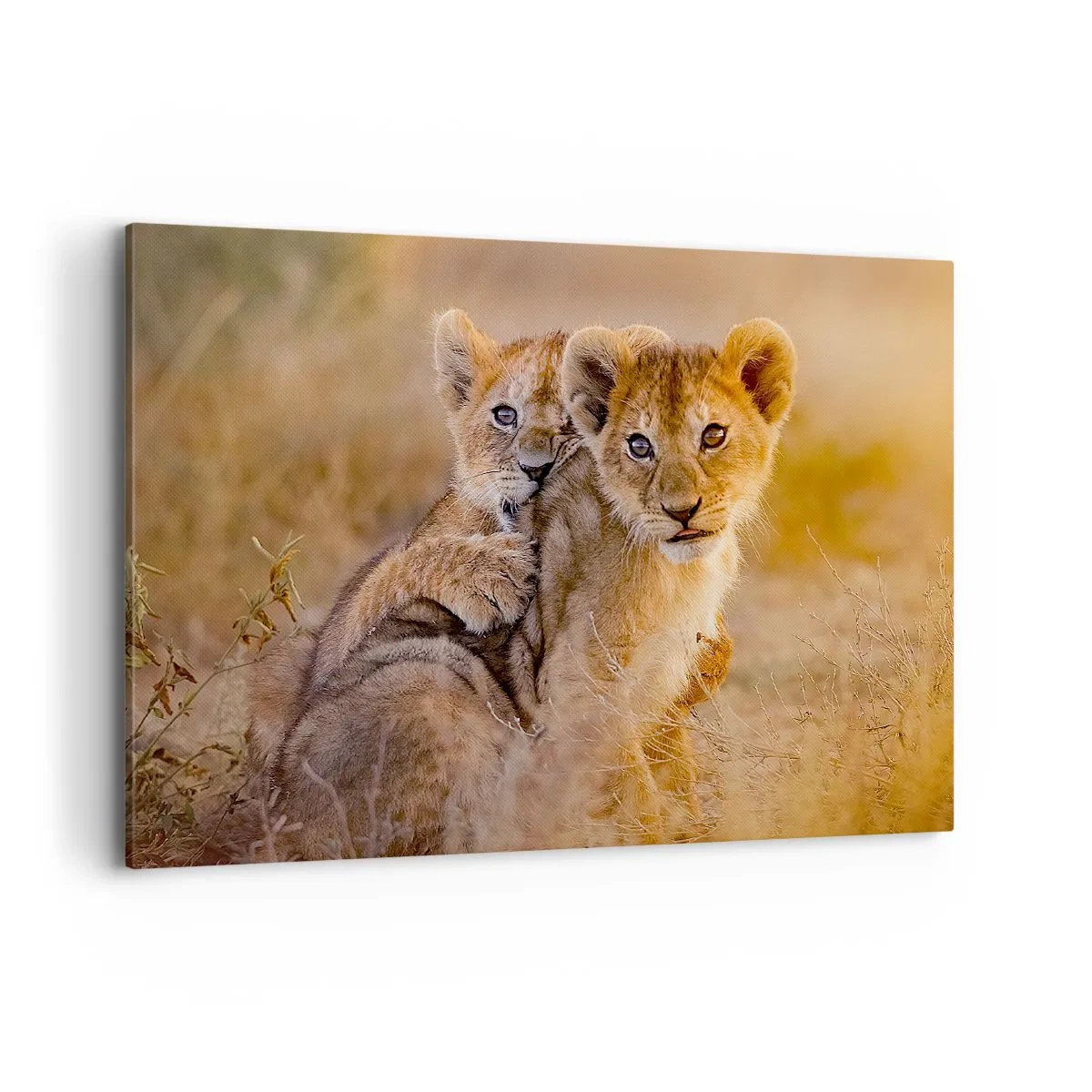 Impression sur toile - Image sur toile - Adorables lionceaux dans leur environnement naturel - 100x70cm - Ne pas déranger! On s'amuse - Décoration murale moderne pour le salon et la chambre ARTTOR