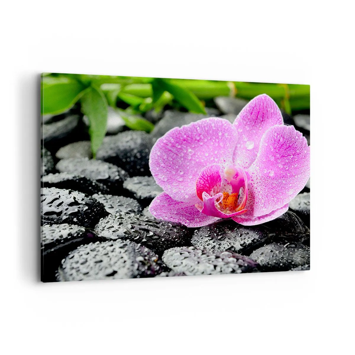 Impression sur toile - Image sur toile - Orchidée rose sur des pierres noires humides avec des feuilles vertes - 100x70cm - Comme un coeur ouvert - Décoration murale moderne pour le salon et la chambre ARTTOR