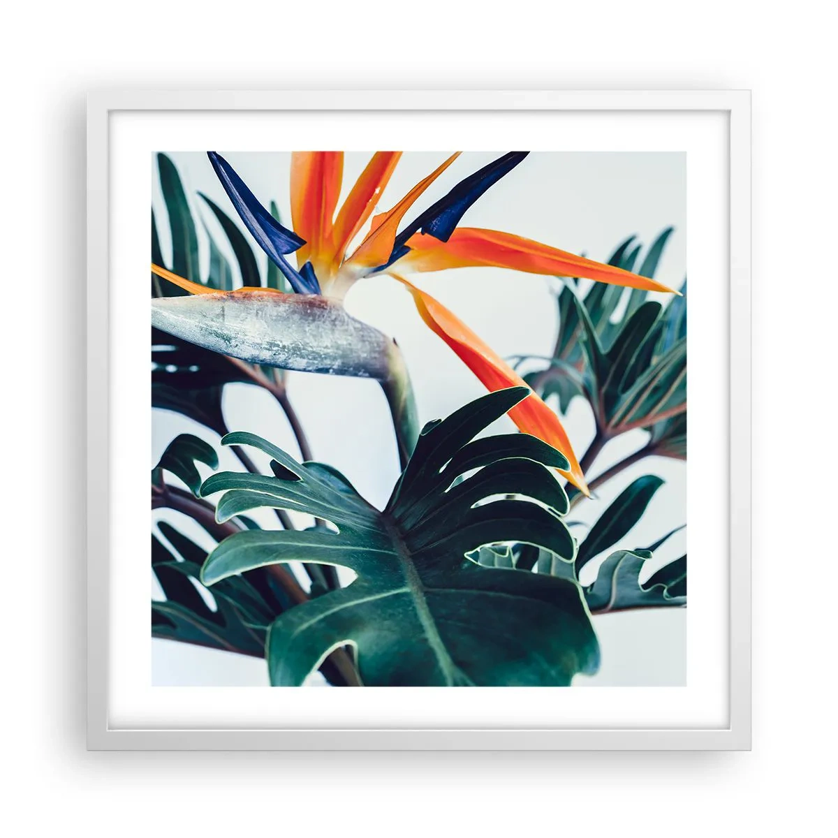 Affiche dans un cadre blanc - Poster - Le buisson oiseaux - 50x50 cm