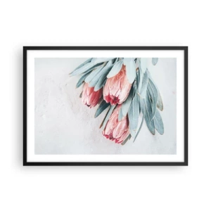 Affiche dans un cadre noir - Poster - Fleurs de protéa roses subtiles sur fond clair - 70x50cm - Honte de leur propre beauté - Décoration murale moderne pour le salon et la chambre ARTTOR