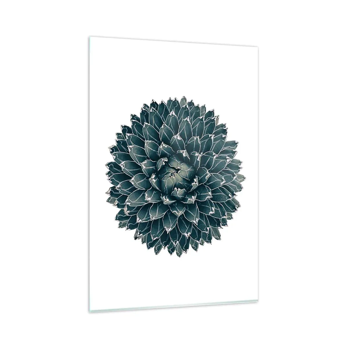 Impression sur verre - Image sur verre - Plante succulente symétrique sur fond blanc - 80x120cm - Étoile du désert - Décoration murale moderne pour le salon et la chambre ARTTOR