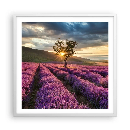 Affiche dans un cadre blanc - Poster - Arôme de couleur lilas - 60x60 cm