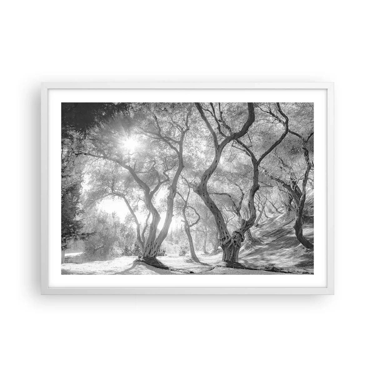 Affiche dans un cadre blanc - Poster - Dans l'oliveraie - 70x50 cm