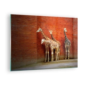 Impression sur verre - Image sur verre - Girafes contre un mur de briques - 70x50cm - Voyez-vous des acacias ? - Décoration murale moderne pour le salon et la chambre ARTTOR