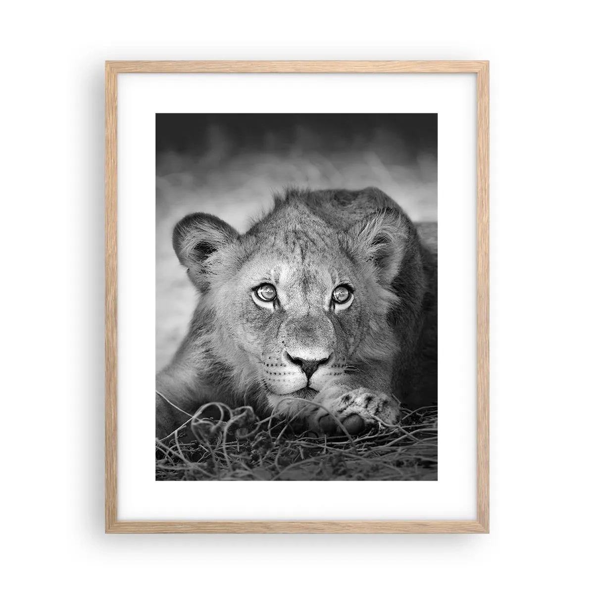 Affiche dans un chêne clair - Poster - Chiot royal - 40x50 cm