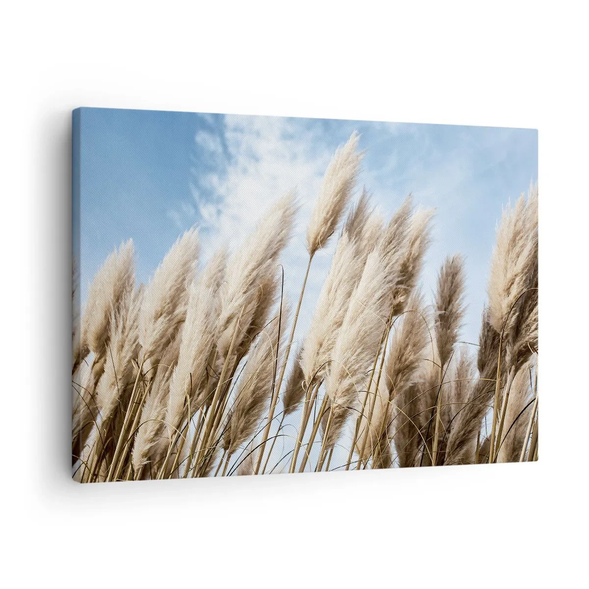 Impression sur toile - Image sur toile - Herbes de pampa délicates contre un ciel bleu avec des nuages légers - 70x50cm - Caresse ensoleillée et venteuse - Décoration murale moderne pour le salon et la chambre ARTTOR