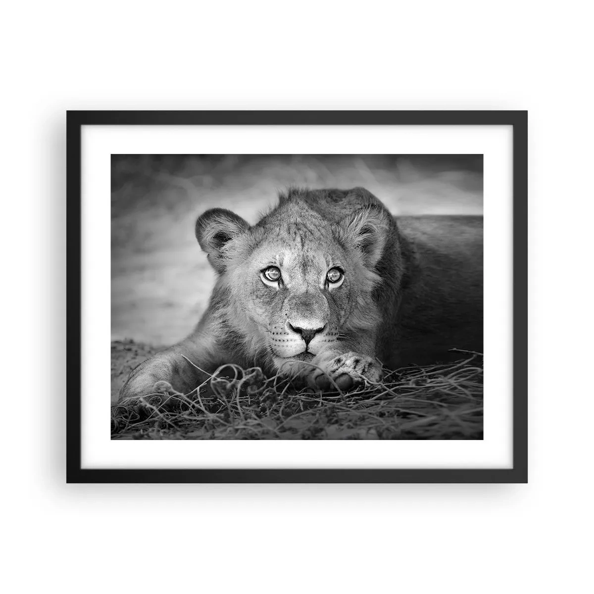 Affiche dans un cadre noir - Poster - Chiot royal - 50x40 cm