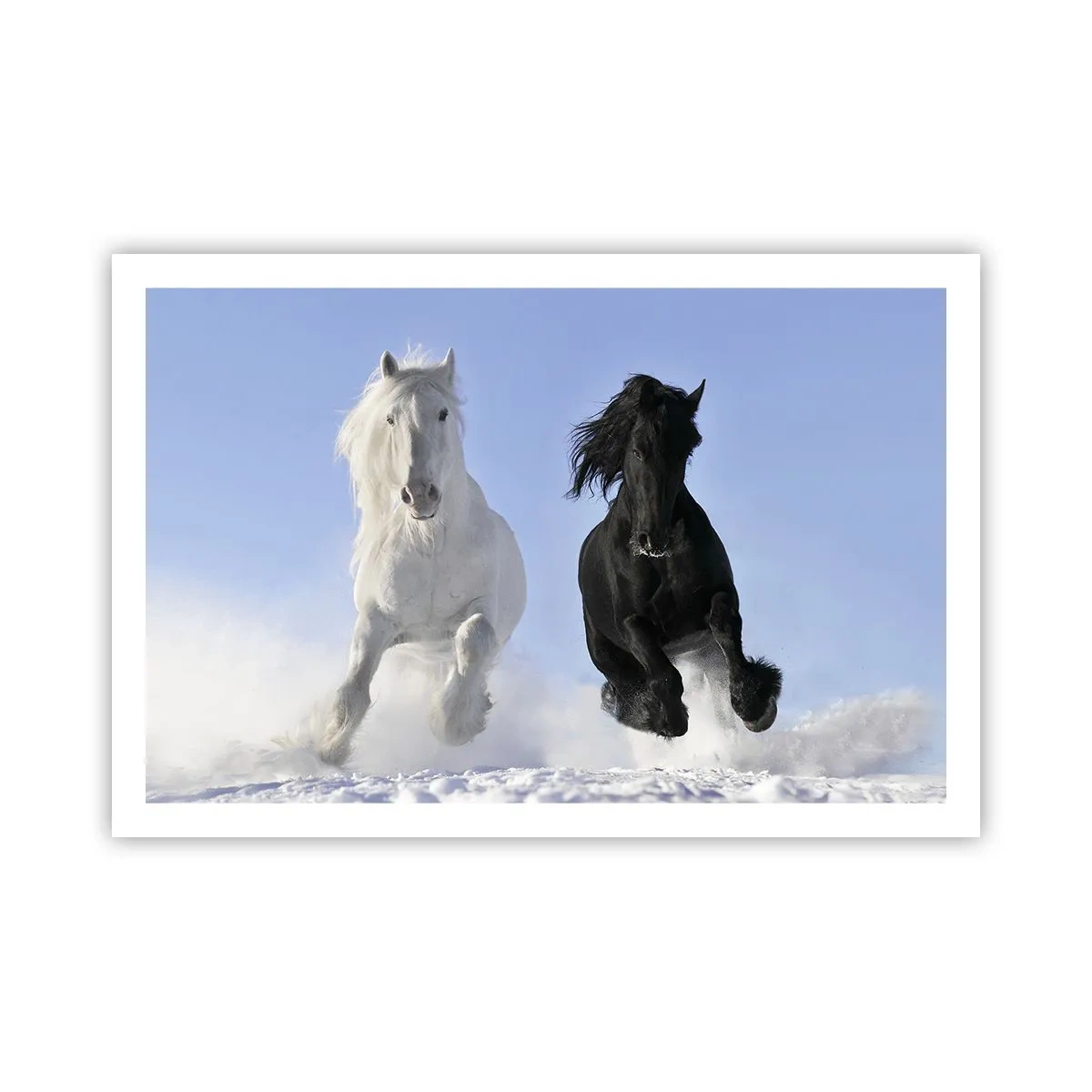 Affiche - Poster - Galop noir et blanc - 91x61 cm