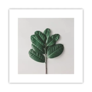 Affiche - Poster - Dessin de la nature elle-même - 30x30 cm